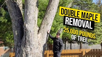 25,000 POUNDS of Tree? Double Maple Removal with Grove Crane