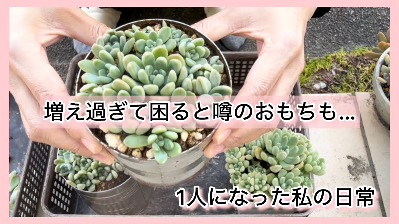 多肉植物]増え過ぎて困ると噂のおもちも…^_^1人になった私の戯言 - YouTube