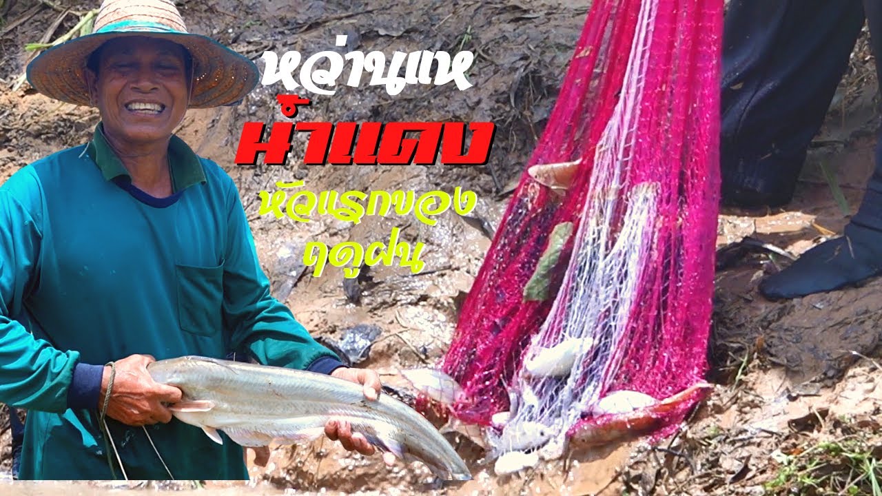 หว่านแหน้ำแดง โดนทุกครั้งกด แขยง ขาวสร้อยมาเพียบ