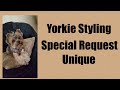 Yorkie Grooming- Freestyle Trim