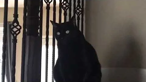 My cat having an existential crisis while country music plays in the background