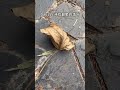 Less is more slow is fast#Decompress#Fallen leaves#Crisp sound#asmr sleep aid video