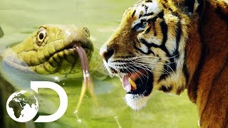 Discovery Uk Youtube Hits 1 Million Subscribers