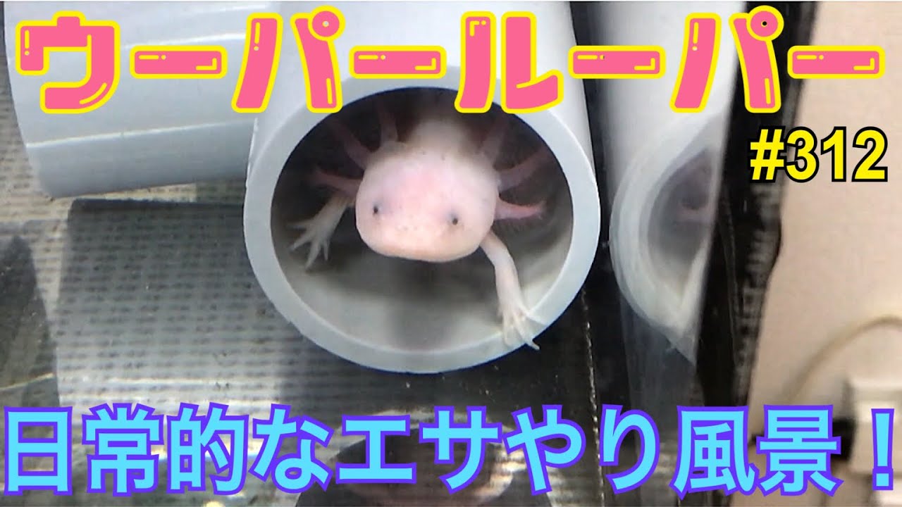 ウーパールーパー 飼育動画312 ウパ達は拒食知らず Youtube