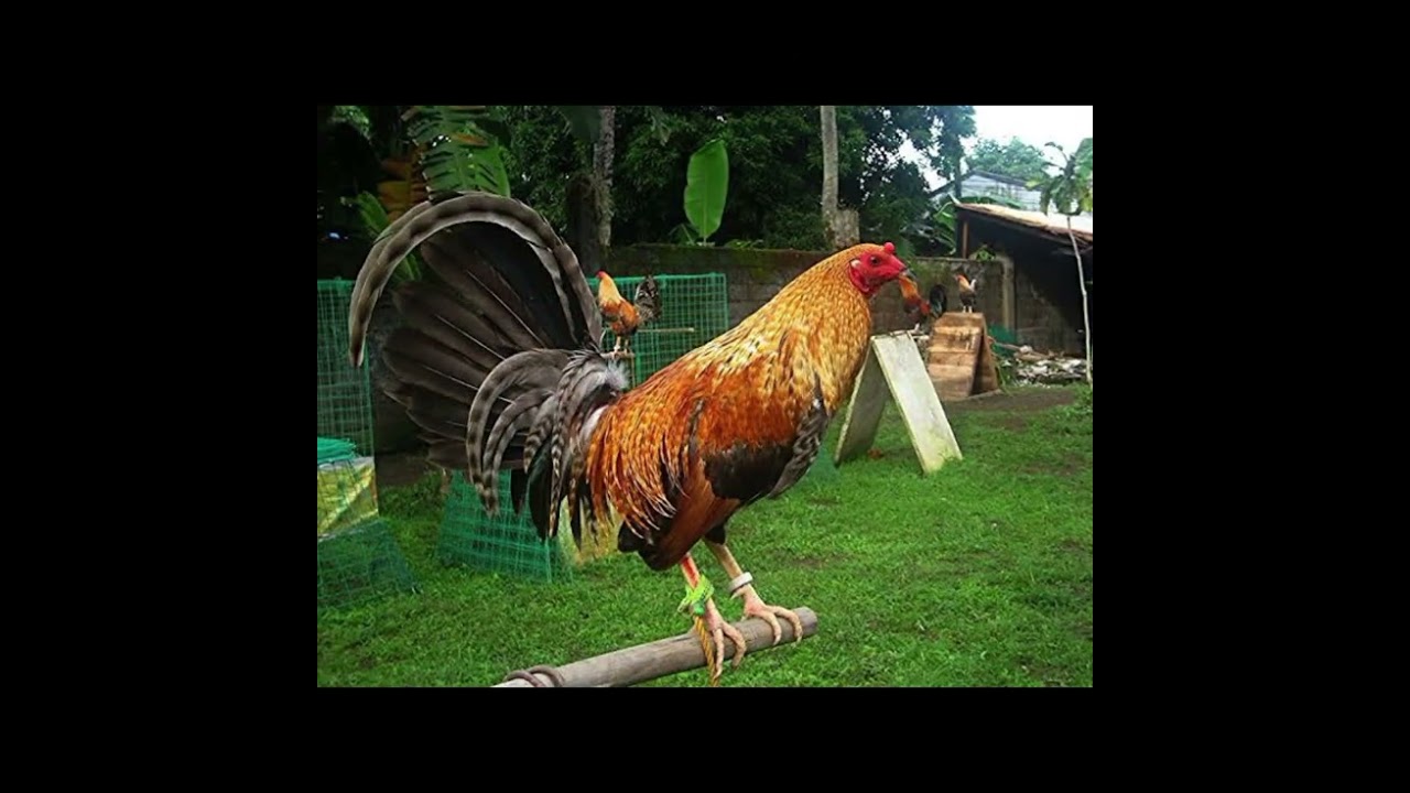 History of bulik gamefowl 