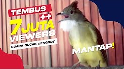 SUARA BURUNG : Cucak Jenggot Gacor Panjang Mantap  - Durasi: 3:35. 