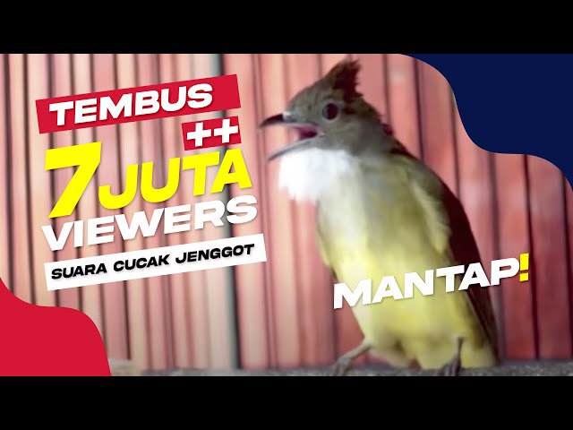 SUARA BURUNG : Cucak Jenggot Gacor Panjang Mantap!! || PALING LARIS class=