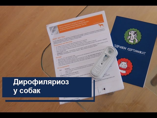 Дирофиляриоз у собаки - Кто ты ? зачем? и почему?