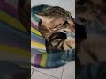 #guess #graffiti #amor #love #youtubeshorts #virale #pets