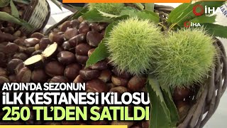 Aydın'da Sezonun İlk Kestanesinin Bir Kilosu 250 TL’den Alındı