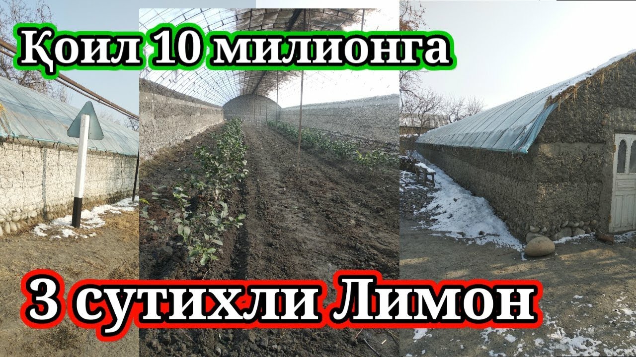 2024 соли чист кадом хайвон аст