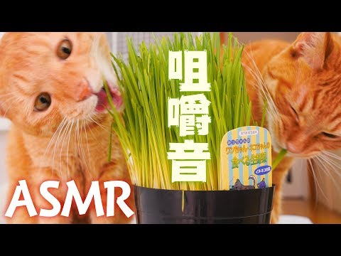 【ASMR】猫草を食べる音