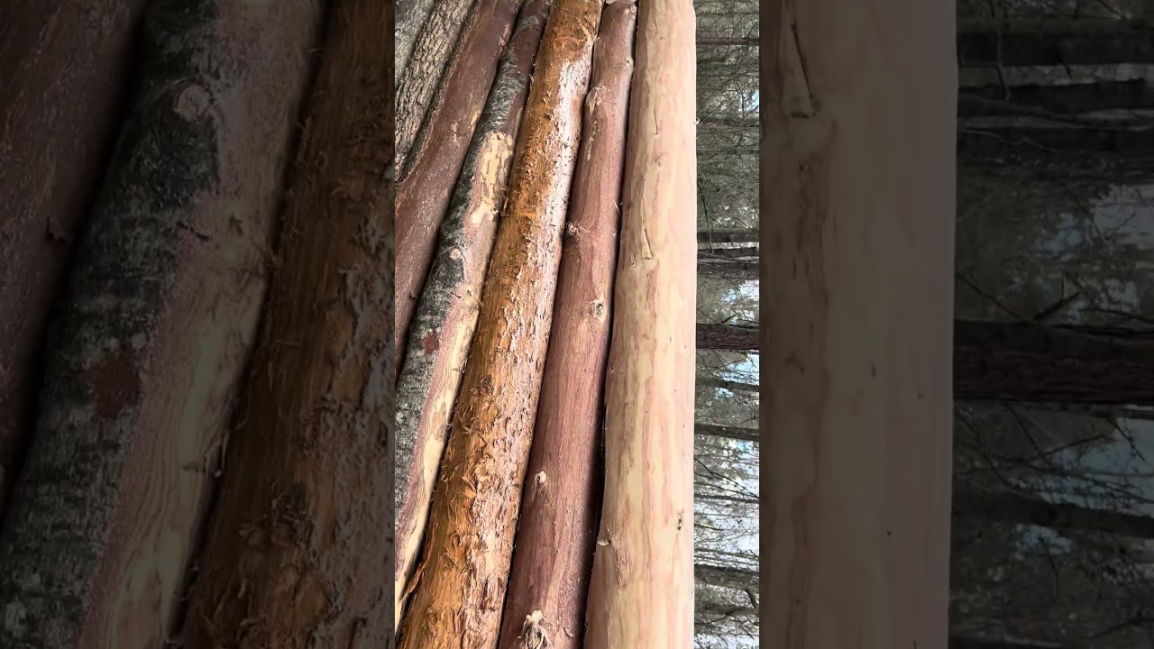 Solo Cabin build #Shorts#Bushcraft#LogCabin #Arkansas