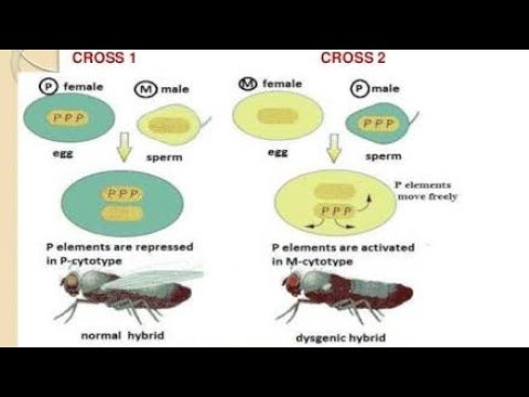 Video: La Disgenesi Ibrida Nella Drosophila Virilis Provoca Cluster Di Ricombinazione Mitotica E Perdita Di Eterozigosi Ma Lascia Inalterata La Ricombinazione Meiotica