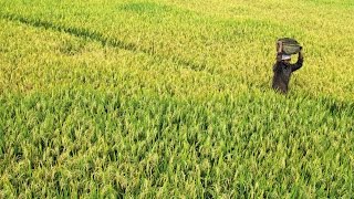 Paddy fields in Kerala