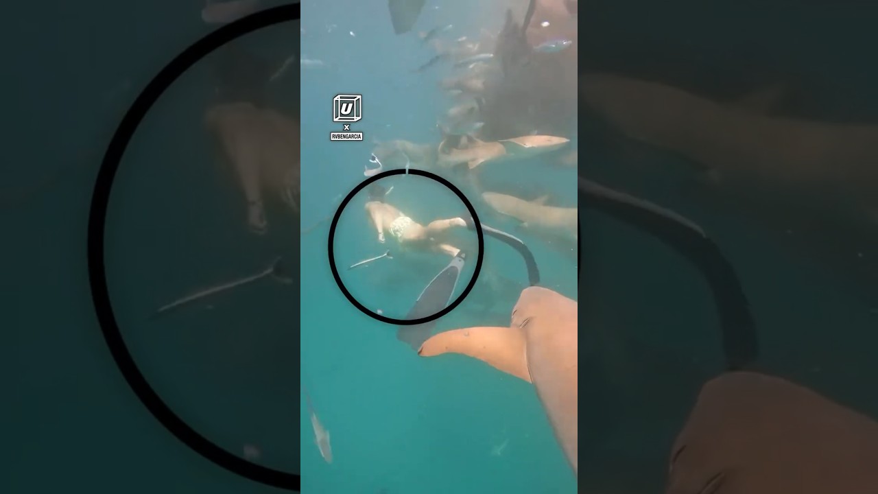 When Shark Week gets too real 😳