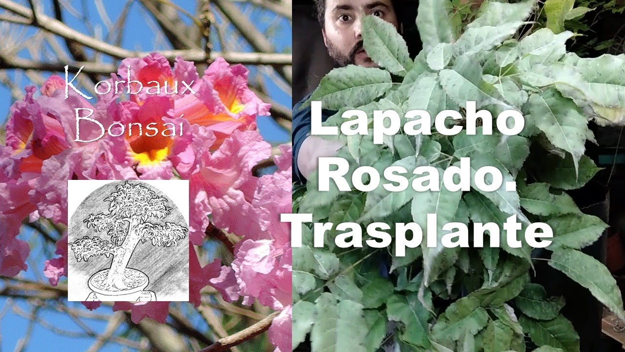 LN T1E3 Lapacho Rosado. Trasplante