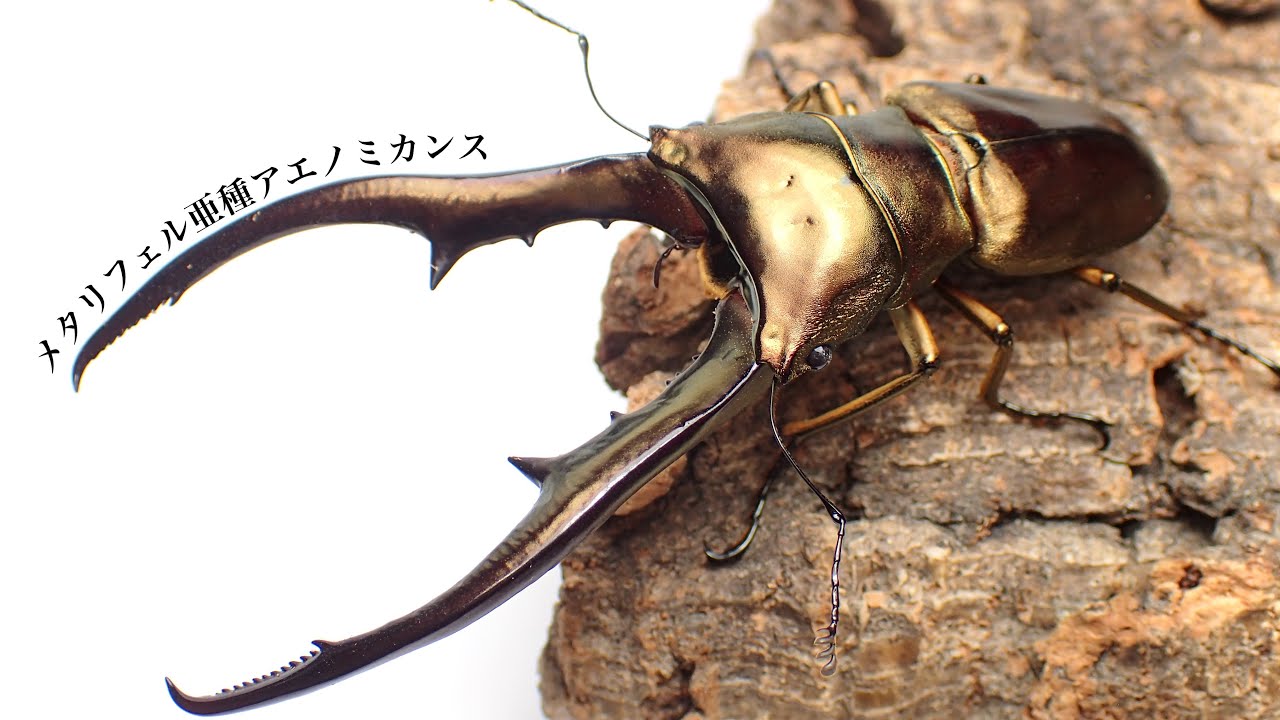 Results of digging up an adult metalliferous beetle from Casilta