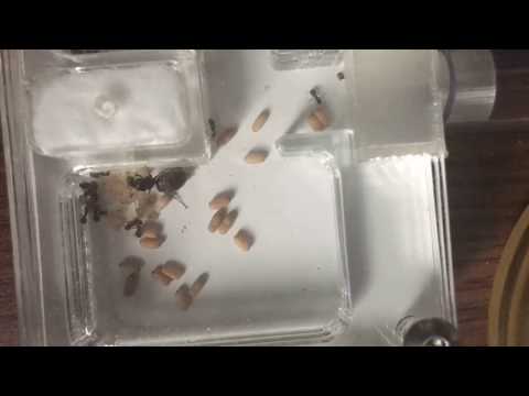 First Ant Time Lapse.