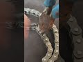 How To Open Bike Chain Lock Without Proper Tools Chain Lock Open Tips Shorts Lifehacks Tips mp3
