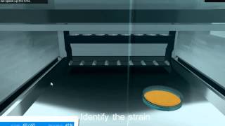 Bacterial Isolation Lab