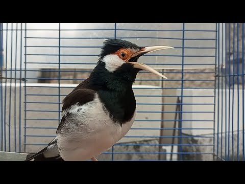 Pancingan Jalak Suren Gacor Mompa Full Variasi - Masteran Suara Burung Jalak Gacor Full Isian Mewah