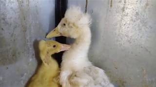 Mükemmel Başarılı Civciv Çıkım Verimi Için Hd Kuluçka Makinesi Pompom Ördek Ci̇vci̇v Video