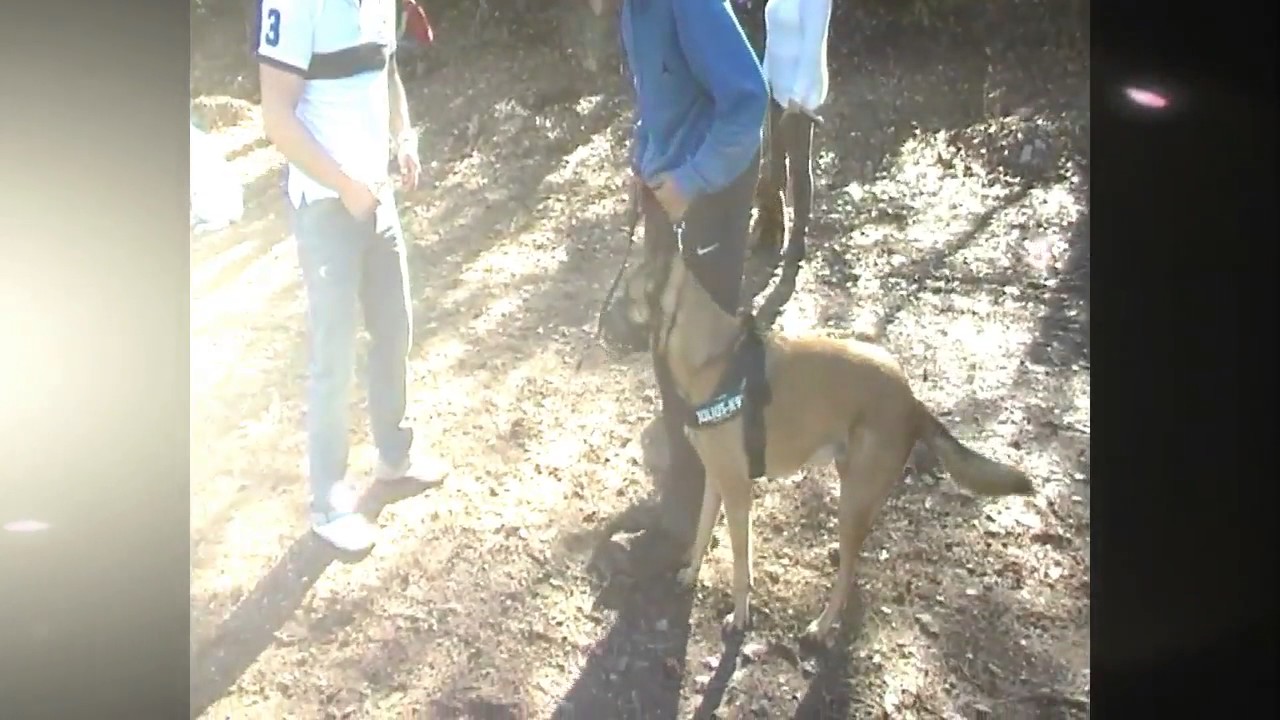 SEANCE EDUCATION CANINE AVEC CHIEN DANS LE VAR/ ERIC TRAMSON EDUCATEUR CANIN - YouTube