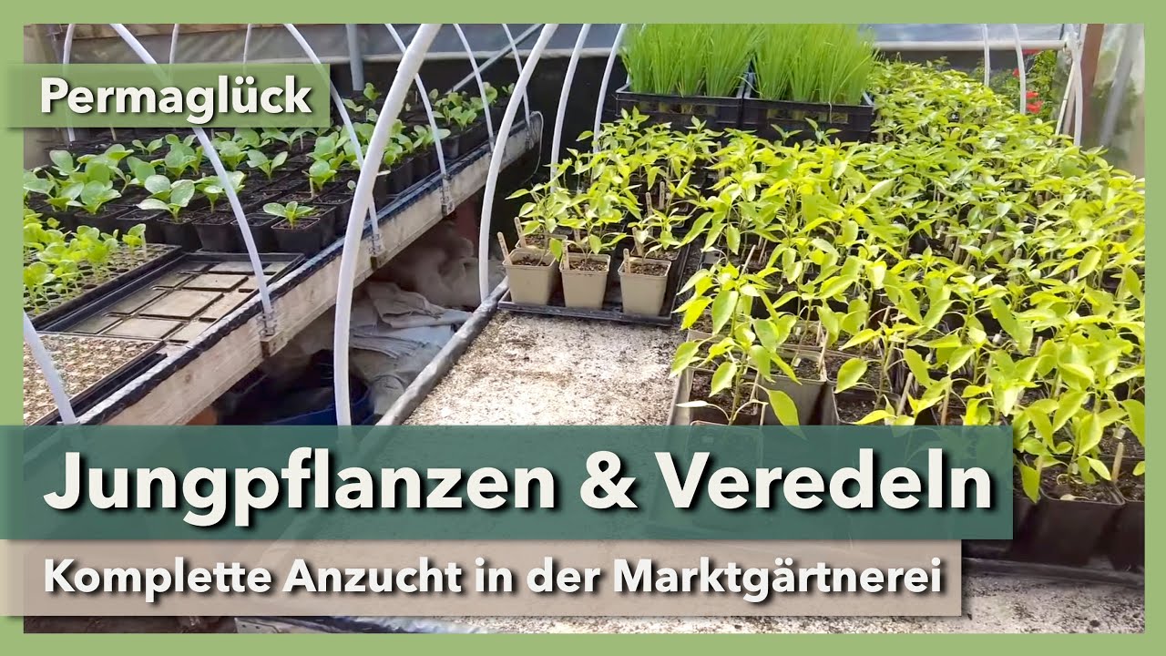 Jungpflanzenanzucht & Veredeln in der Marktgärtnerei | Permaglück | 2024 | Teil 1