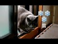 初雪 (First snow) ❄️ (ロシアンブルー RussianBlue)
