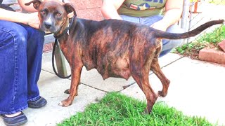 Pregnant Pit Bull Refuses To Give Birth, Then Vet Check Ultrasound To See Why