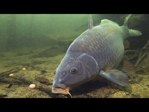 Ловля карпа весной | Полезный совет