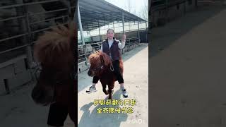 #Shetland Pony #Where can I find a small pony pet horse #ride a Malaysian