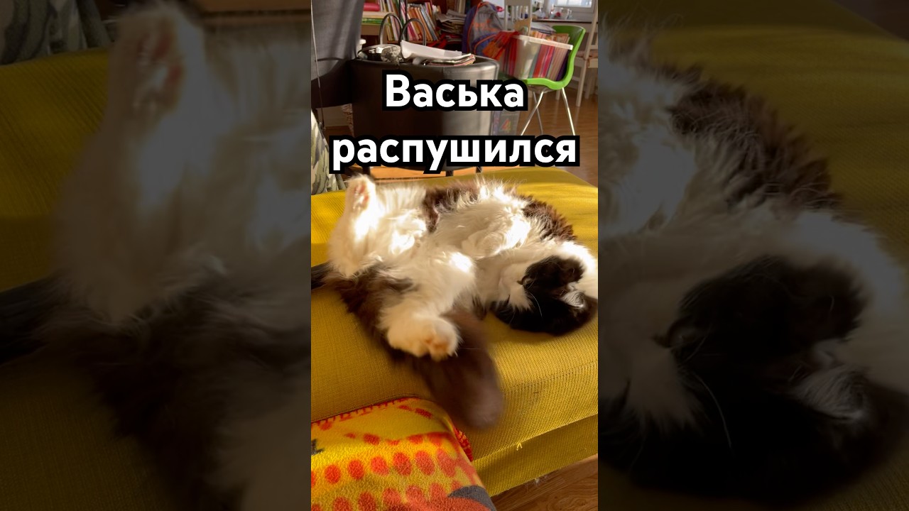 Васька намывается 