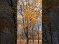 #осень #золото #листья #желтые #музыка #nature #настроениеосень #природа #природныепейзажи #garde