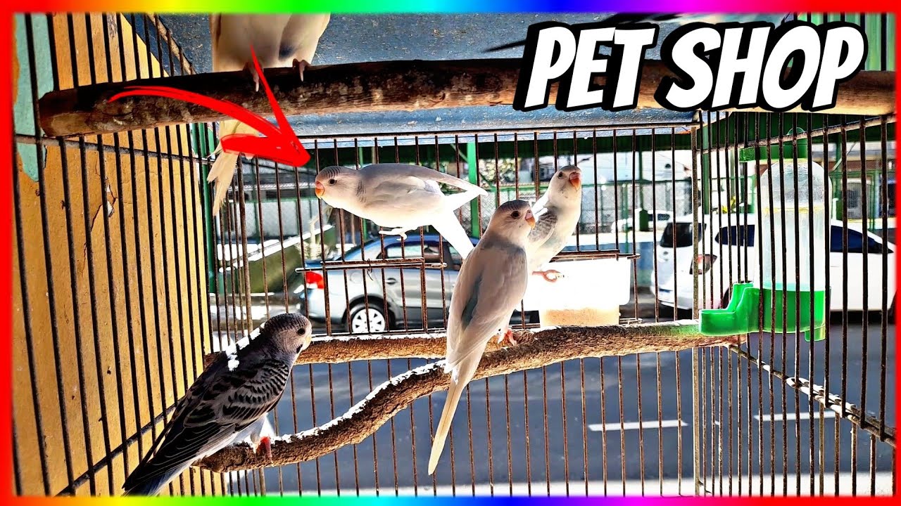 FUI OLHAR O PREÇO DAS GAIOLAS E ENCONTREI...