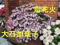 恋花火/大石加奈子 Cover♪あいさい・・♪