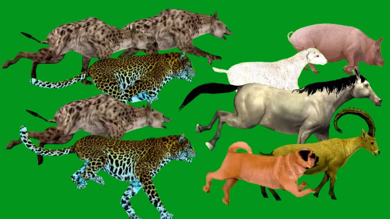 Hyenas Jaguar Hunting Attack in  Animals  HD Green Screen Blue Screen Black Screen Animals Green Scr
