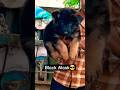 Koi Reaction nhi dunga😅🤣 #funny #pets #cutedog #funnylabrador #dogshorts #viralvideo #germanshepherd