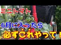 【ミニトマト】プランター栽培で6月に○○するかしないかで大きく差が出ます。【家庭菜園】