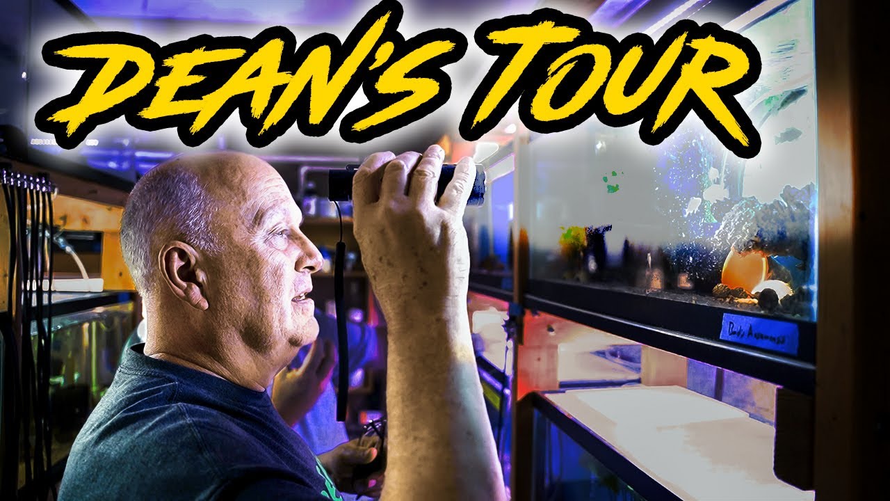 Два выдающихся заводчика, одна огромная экскурсия по рыбному цеху.