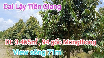 Tập516🌿 Bán vườn sầu riêng Mongthong tuyệt đẹp ở Cai Lậy Tiền Giang