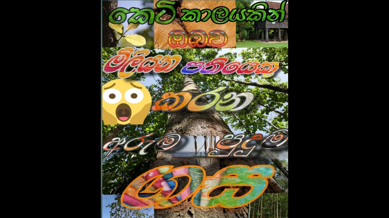 HOW TO GROW TEAK TECTONA GRANDIS FROM SEED IN SRI LANKA TEAK FARMING how-to-grow-teak-tectona-grandis-from-seed-in-sri-lanka-teak-farming