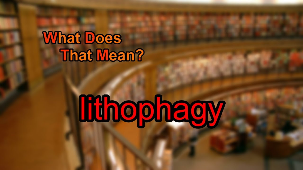 What does lithophagy mean?