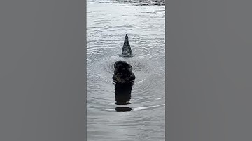 Alligator Bellows‼️ #shorts #youtubeshorts #alligator #florida