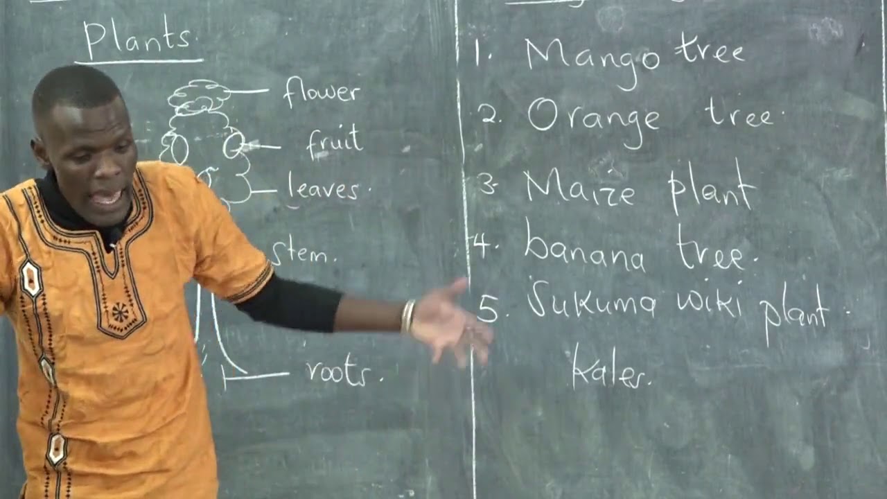 Grade 1   Environment   Parts of a plant by Tr Edwin