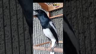 Download Lagu NGOTOT PARAH !! KACER GACOR | DR KACER TERBARU MP3