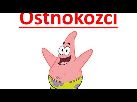 Video: Rozdíl Mezi Měkkýši A Ostnokožci