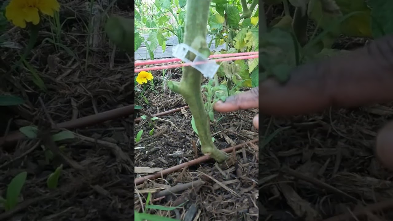 💥ஒரு இலை விடாம CUT பண்ணிடுவேன்   