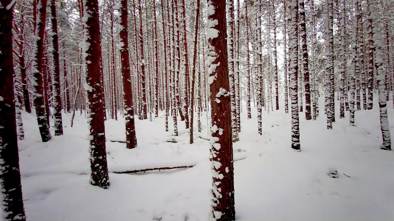 Hike in a Winter Forest and Beach Lielupe Latvia by Jon Shore